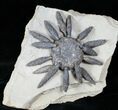 Very Large Reboulicidaris Urchin Fossil - #12950-1